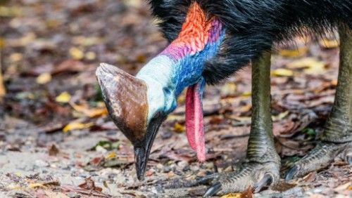 被吉尼斯评为“最危险”的鸟类,能一脚踢穿钢板,到底有多危险?休闲区蓝鸢梦想 - Www.slyday.coM 被吉尼斯评为“最危险”的鸟类,能一脚踢穿钢板,到底有多危险?休闲区蓝鸢梦想 - Www.slyday.coM