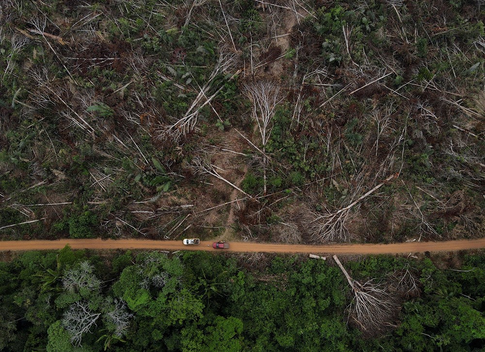 灌木枯死可以砍伐吗