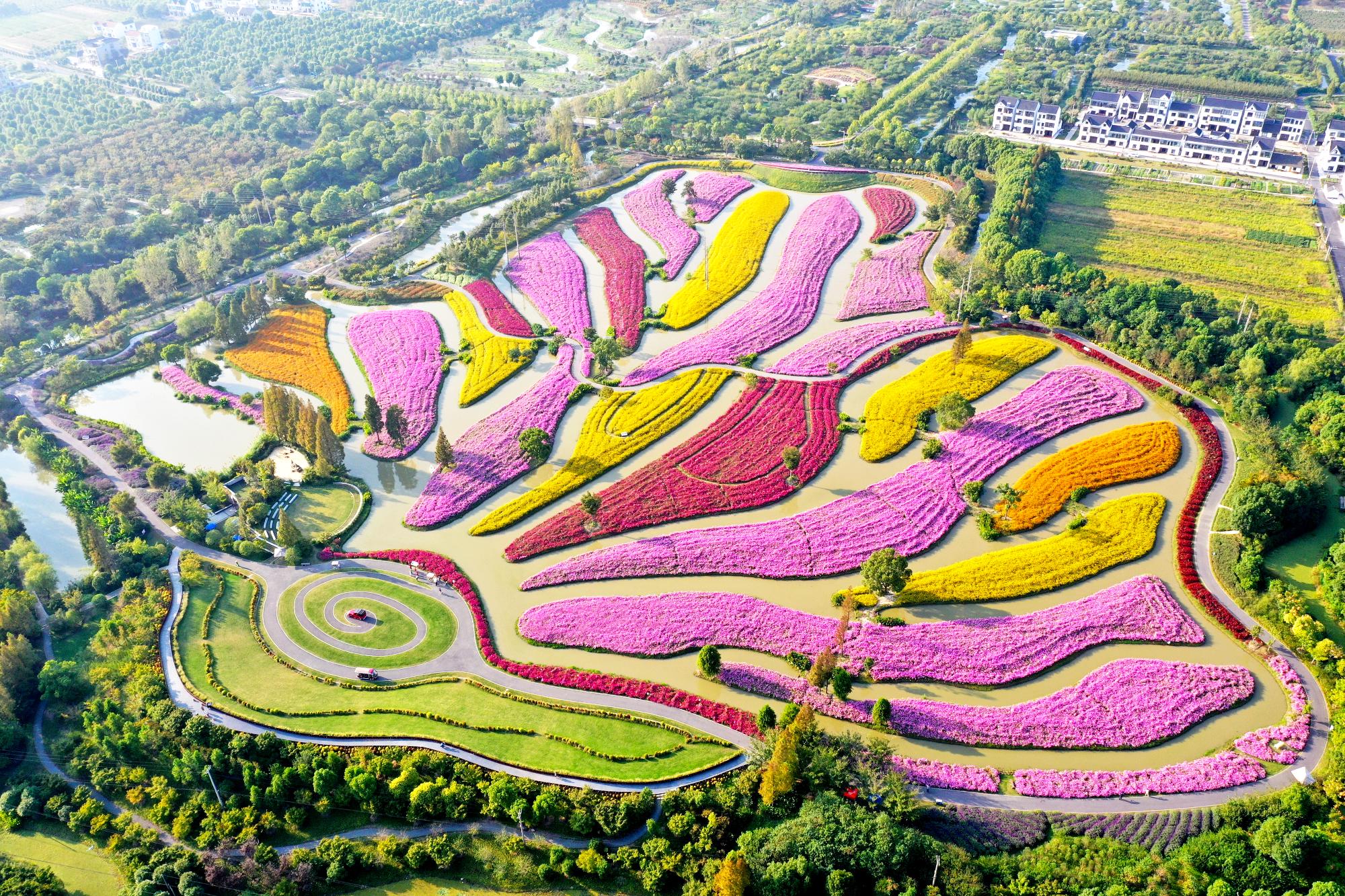 上海金山花海图片