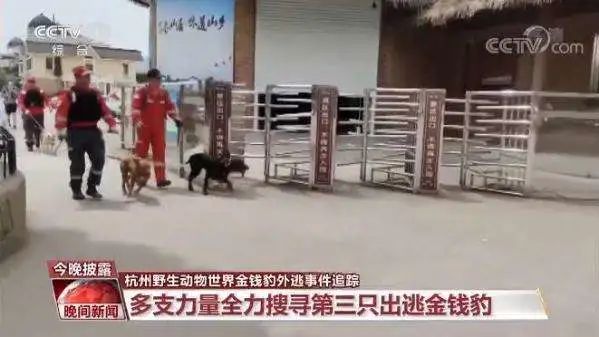 6人获刑！杭州3只金钱豹逃脱案一审宣判休闲区蓝鸢梦想 - Www.slyday.coM