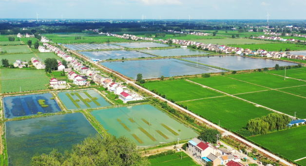 淮安朱桥镇:生态甲鱼养殖 助力乡村富"甲"一方