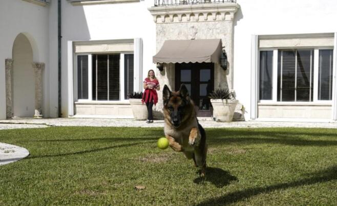 美国一豪宅挂牌出售 房主是条牧羊犬身价过亿 房子曾为麦当娜所有