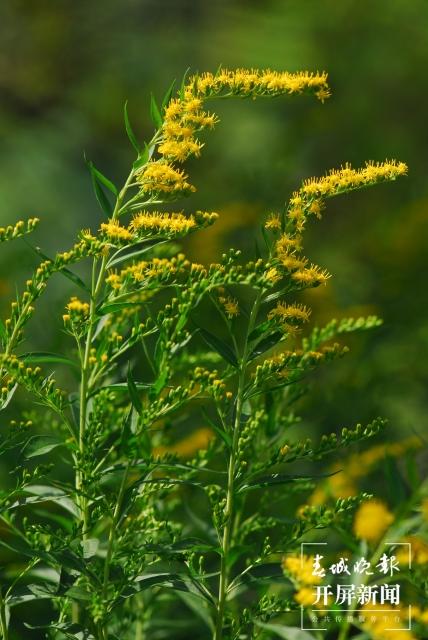 入侵我国多地还上了热搜的“加拿大一枝黄花”，云南早就有了……休闲区蓝鸢梦想 - Www.slyday.coM
