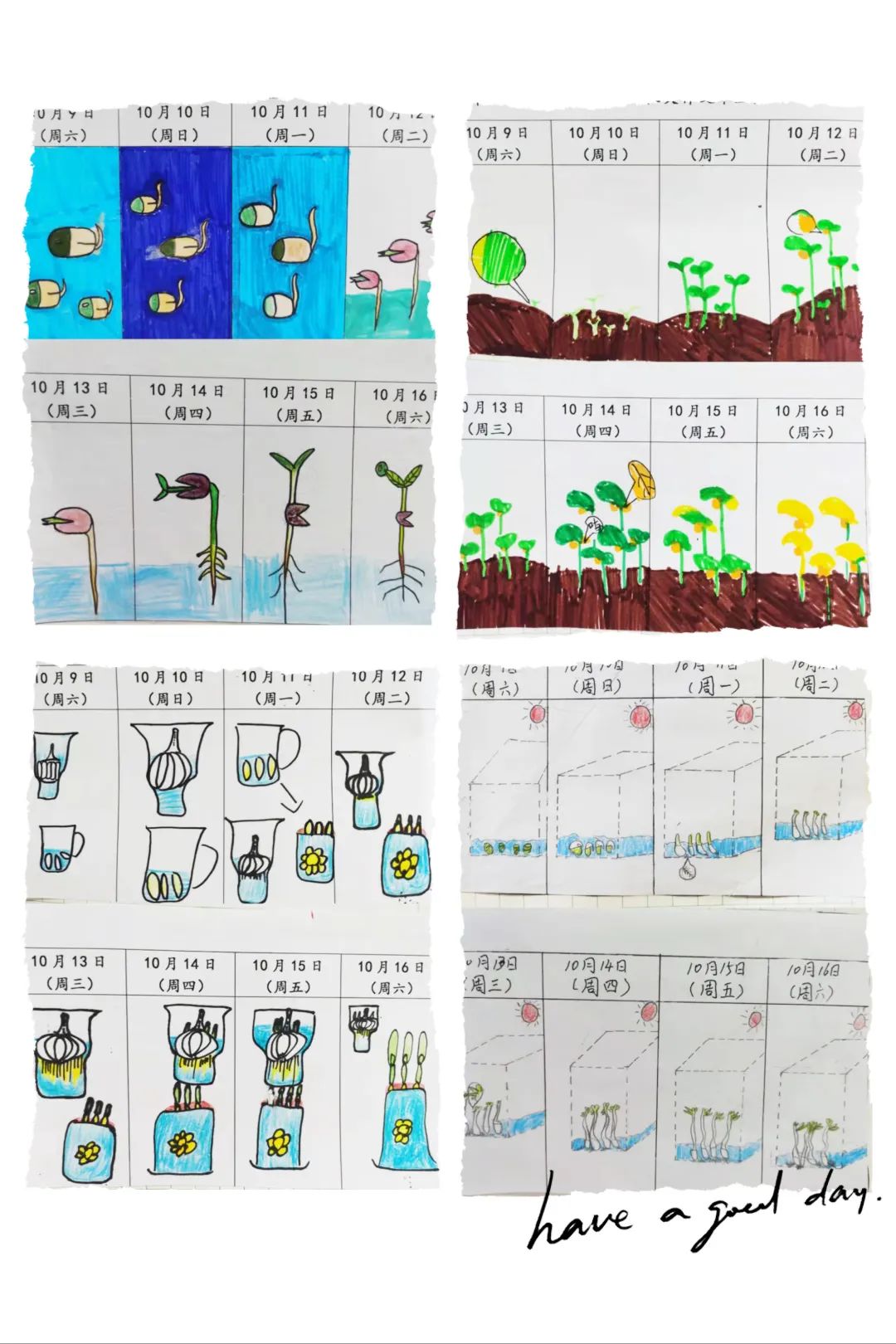 个跃跃欲试,不少同学选择培育生活中常见的豆类——黄豆,绿豆,红豆等