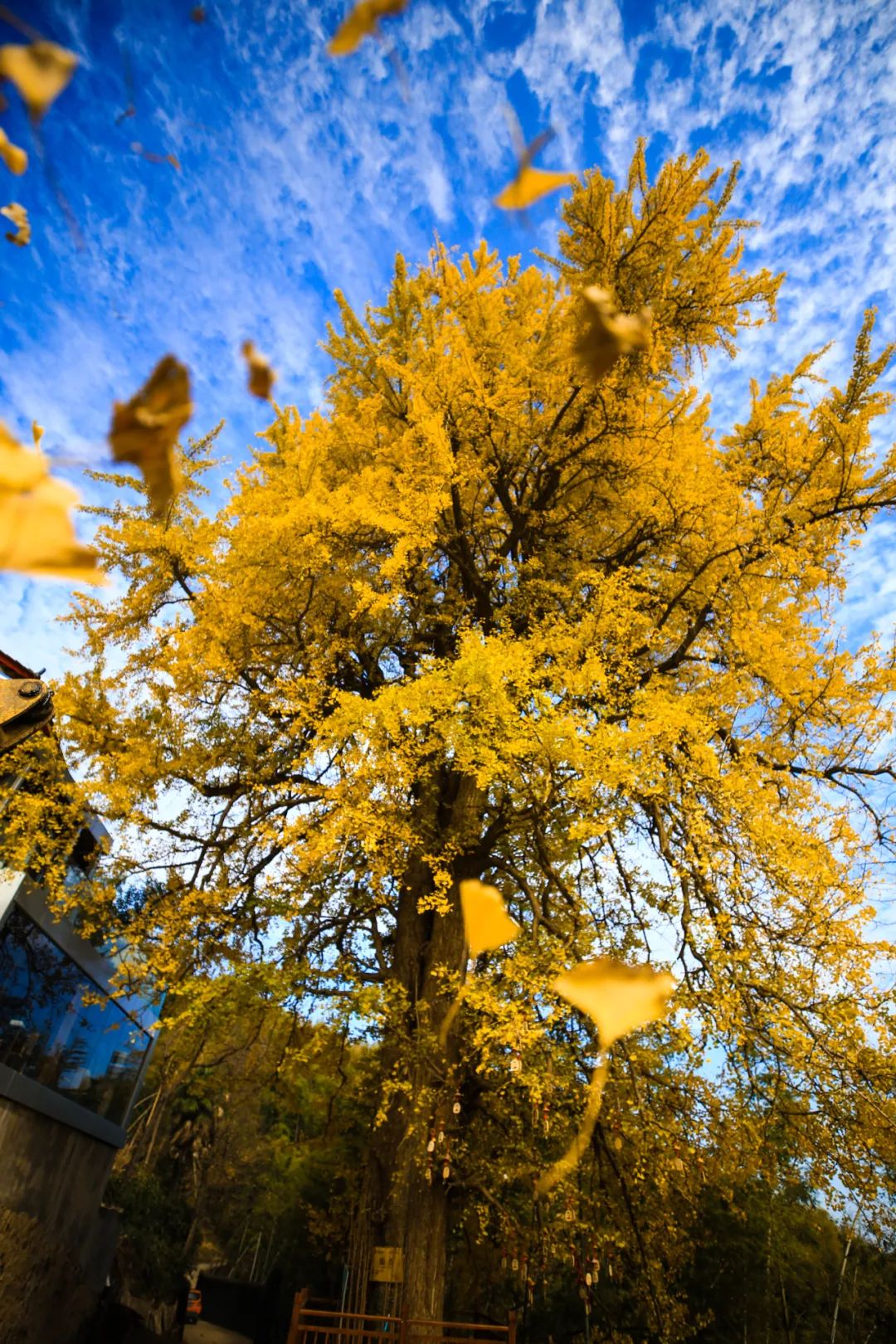 南昌古银杏树迎来最佳观赏期|南昌市|银杏_新浪新闻