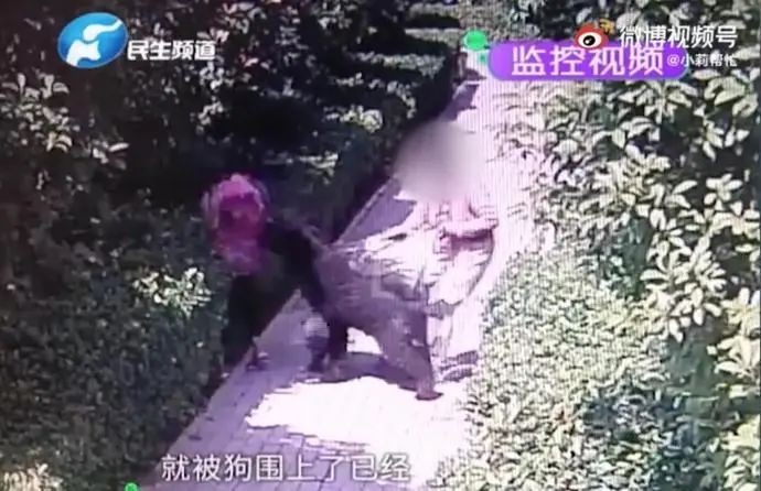 狗咬人不承认？央媒关注后，把女记者为难哭的狗主人想和解了休闲区蓝鸢梦想 - Www.slyday.coM