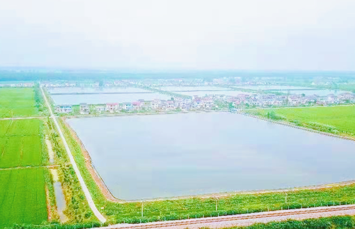 淮安朱桥镇:生态甲鱼养殖 助力乡村富"甲"一方