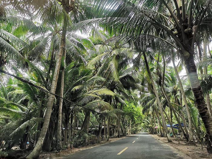文昌市东郊椰林.图片来源:丁文文/摄