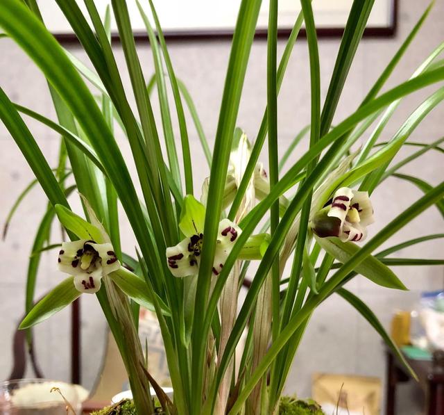 3种耐寒花卉,零度也可以放室外养,叶色翠绿花朵美艳|石榴_新浪新闻