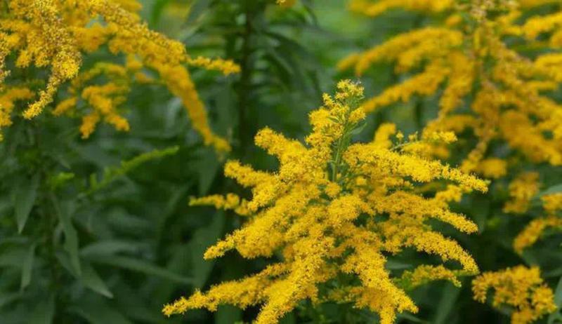 “加拿大一枝黄花”入侵 林业部门及时处置“生态杀手”休闲区蓝鸢梦想 - Www.slyday.coM