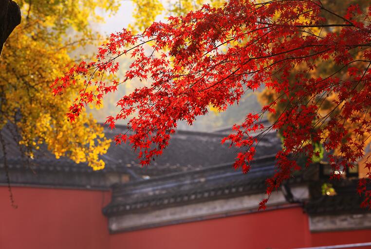 漫山的红叶铺天盖地映入眼帘,红得令人炫目,让人震撼,"秋栖霞"正以灿