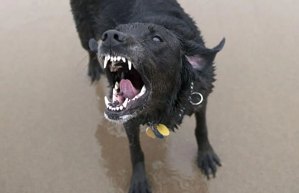 作者 | 燕梳楼终于知道什么叫狗仗人势了.