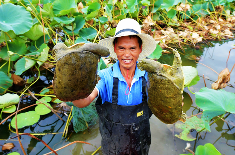 淮安朱桥镇:生态甲鱼养殖 助力乡村富"甲"一方