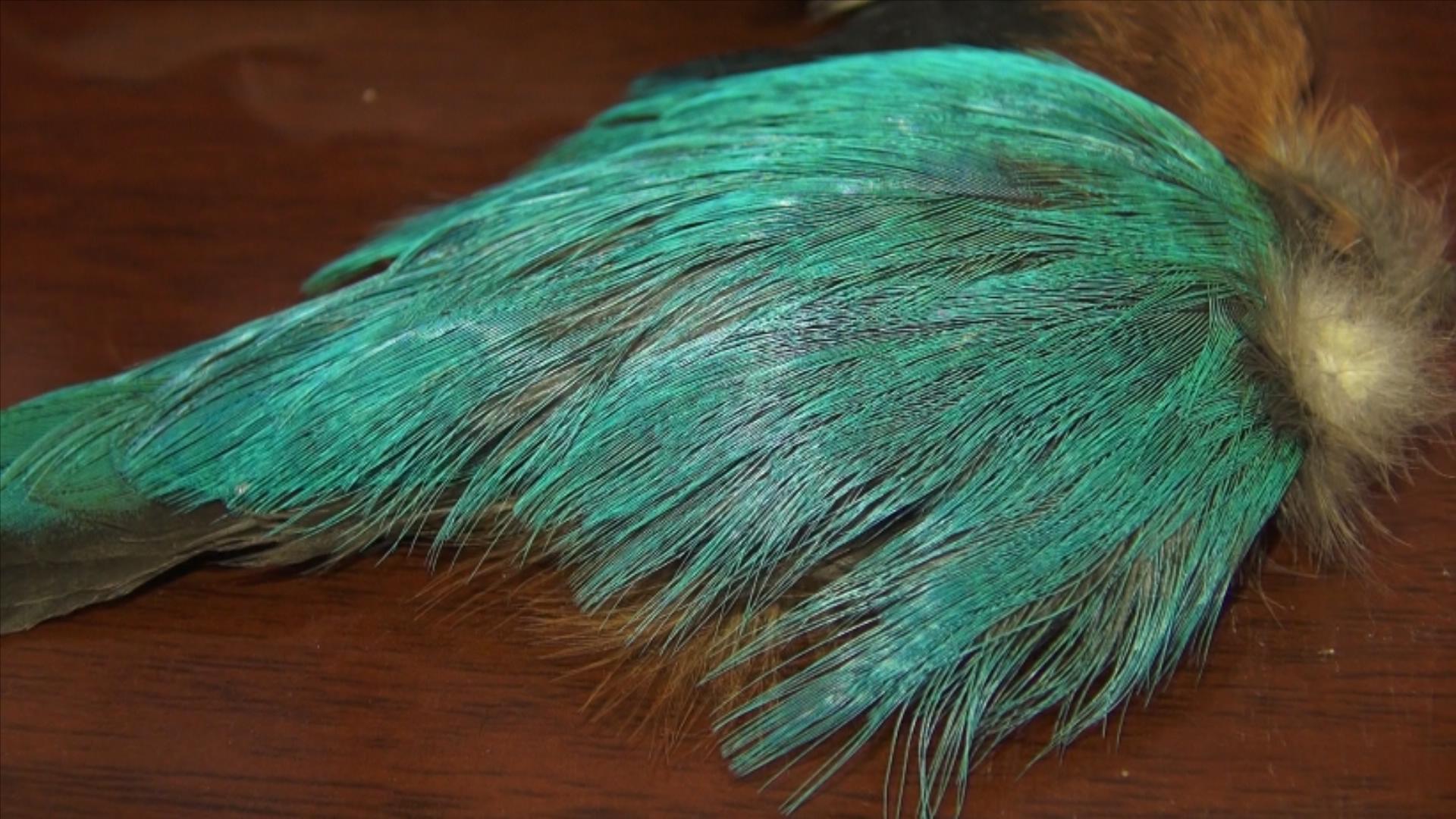 活体拔羽，一件头饰用80只鸟！携点翠饰品出京，男子获刑休闲区蓝鸢梦想 - Www.slyday.coM