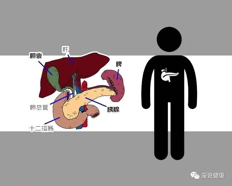世界胰腺癌日：为何一查都是晚期？早期5个迹象，真不容易被发现休闲区蓝鸢梦想 - Www.slyday.coM