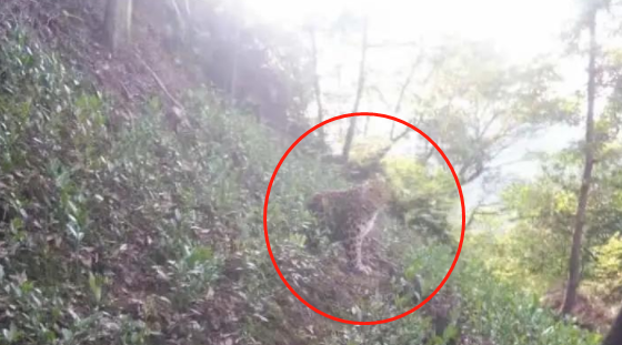 6人获刑！金钱豹外逃事故宣判！仍有一只未捕获休闲区蓝鸢梦想 - Www.slyday.coM