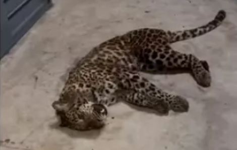 6人获刑！金钱豹外逃事故宣判！仍有一只未捕获休闲区蓝鸢梦想 - Www.slyday.coM