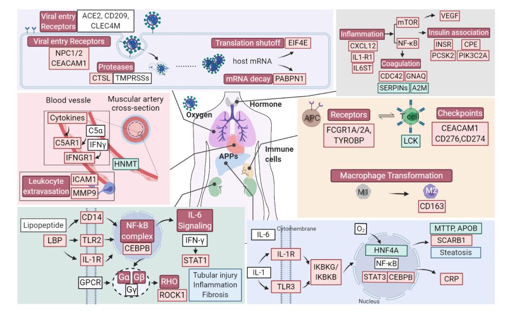 图片说明：新冠病毒侵入人体后多器官高炎症状态及组织损伤相关特异性分子变化示意图。其中红/绿框黑字分别表示明显上/下调的蛋白，红/绿框白字表示明显激活/抑制的通路，白框表示未定量或未失调的蛋白。