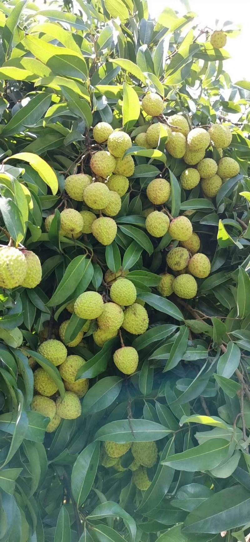 近年来,随着市场对观音绿荔枝需求量的加大,各地荔农纷纷通过大量嫁接