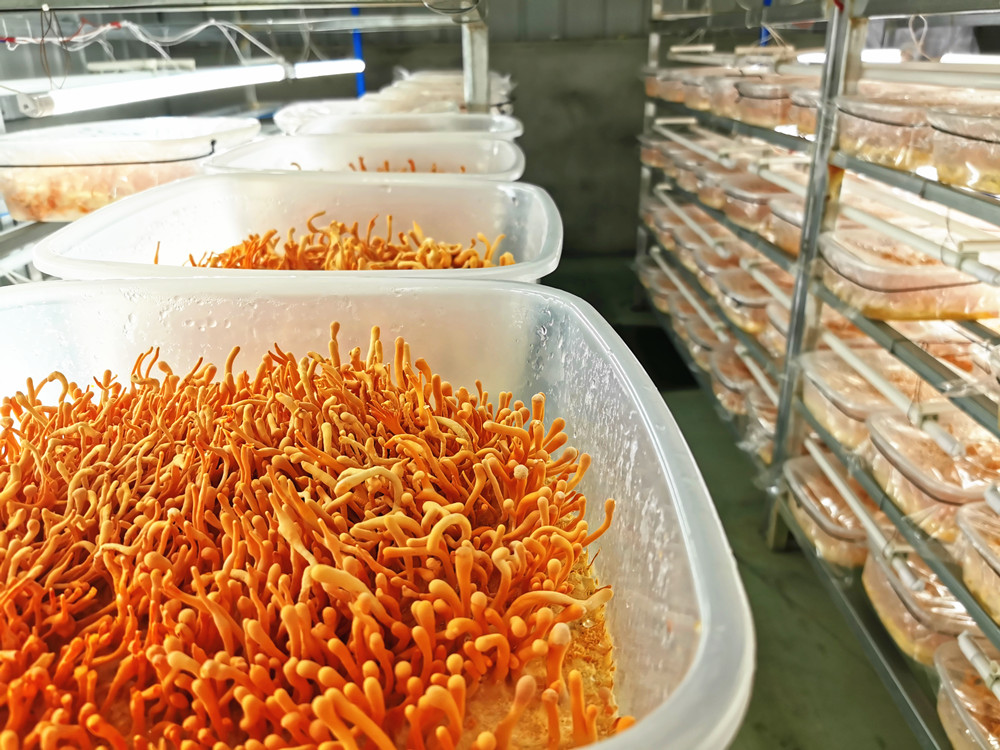 四川什邡:特级蛹虫草长势喜人