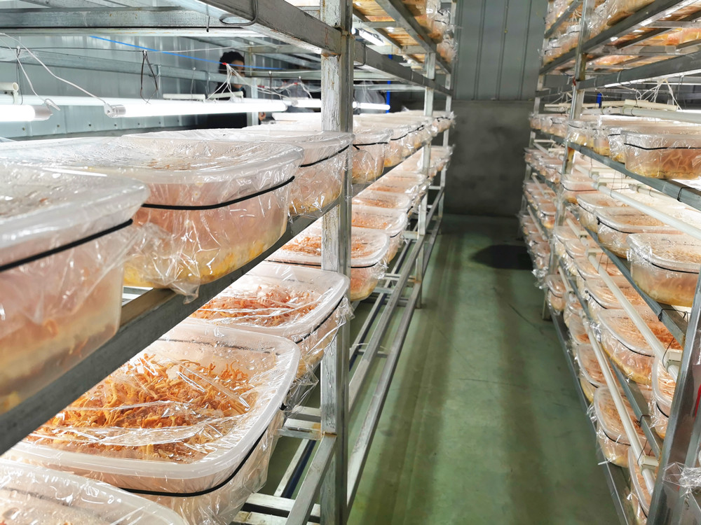 四川什邡:特级蛹虫草长势喜人