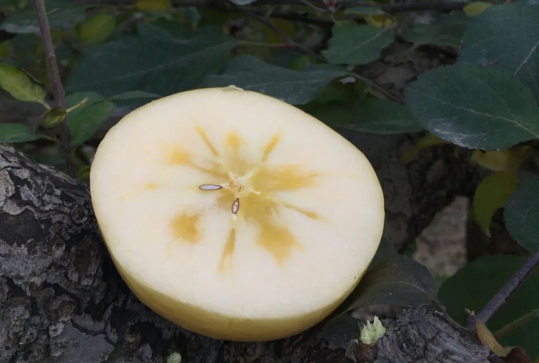 出口级维纳斯苹果20°爆甜,爽脆飚汁,今天半价就能买1箱!