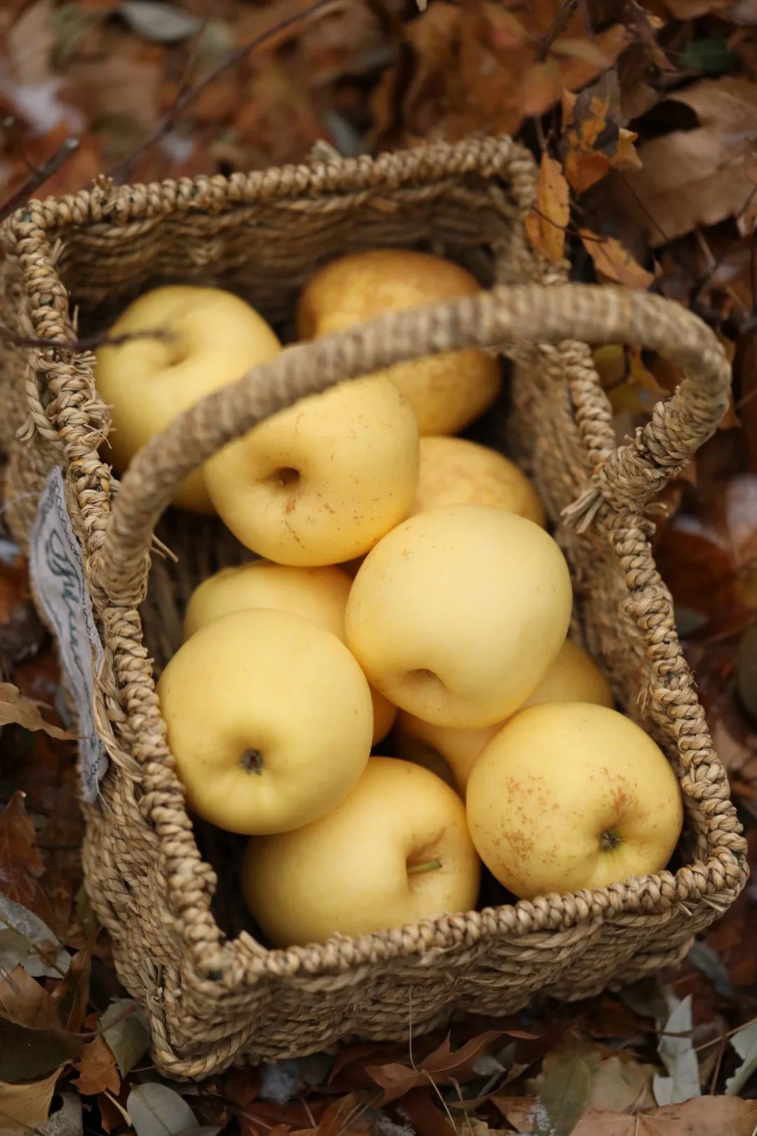 出口级维纳斯苹果20°爆甜,爽脆飚汁,今天半价就能买1箱!