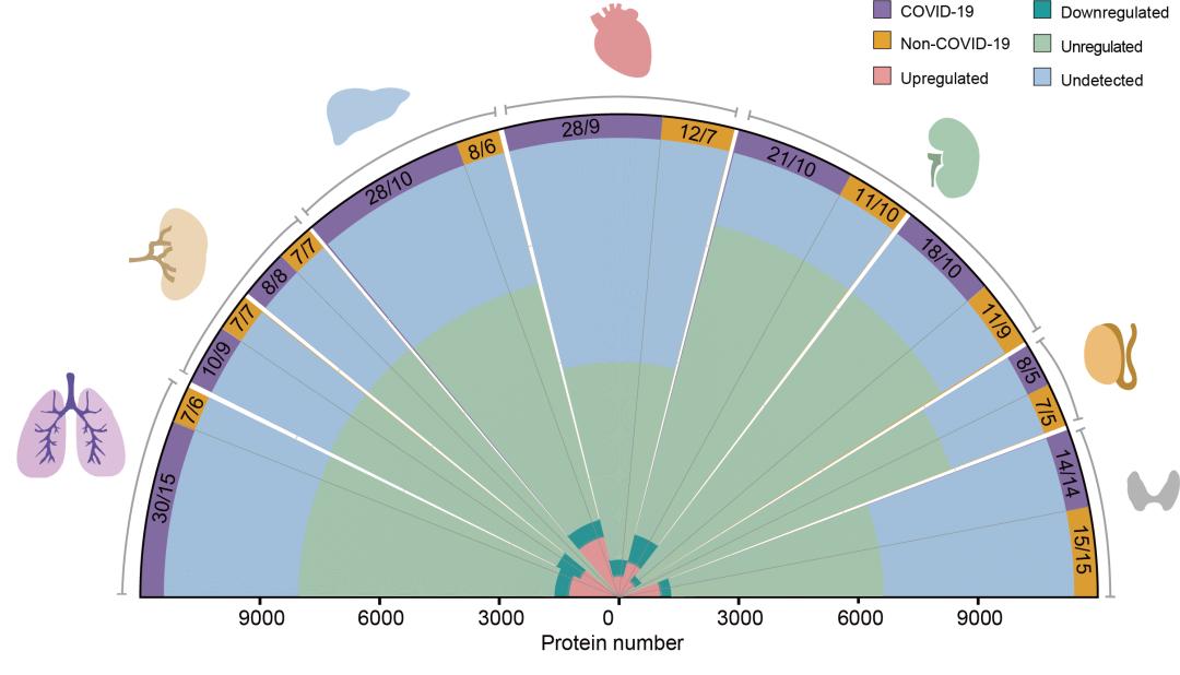 图片说明：新冠肺炎患者多器官蛋白质组定量示意图。