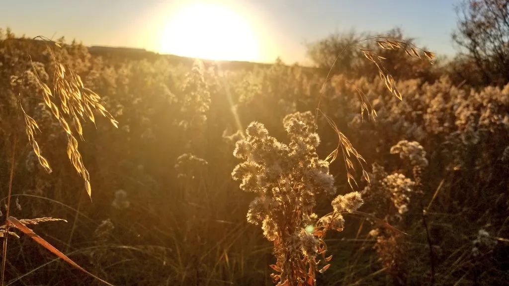 恶性杂草加拿大一枝黄花,和花店的黄莺长一个样,但危害性差别大休闲区蓝鸢梦想 - Www.slyday.coM 恶性杂草加拿大一枝黄花,和花店的黄莺长一个样,但危害性差别大休闲区蓝鸢梦想 - Www.slyday.coM