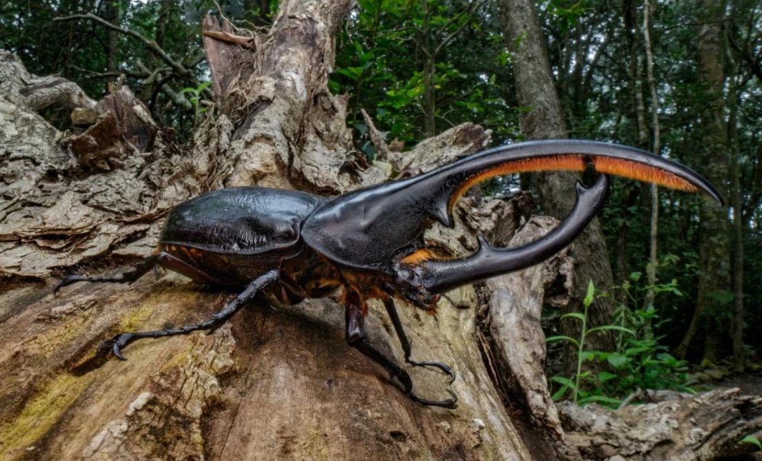 玩具变异宠!广州海关截获6只活体“大力神”,危害有多大?休闲区蓝鸢梦想 - Www.slyday.coM 玩具变异宠!广州海关截获6只活体“大力神”,危害有多大?休闲区蓝鸢梦想 - Www.slyday.coM