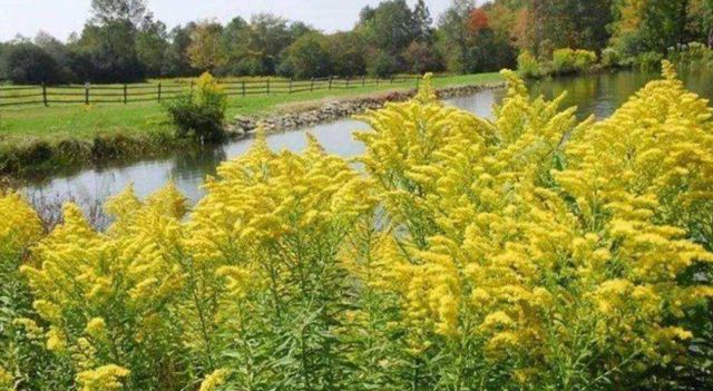 何为加拿大一枝黄花,为何要下达“诛杀令”?生态杀手危害有多大休闲区蓝鸢梦想 - Www.slyday.coM 何为加拿大一枝黄花,为何要下达“诛杀令”?生态杀手危害有多大休闲区蓝鸢梦想 - Www.slyday.coM