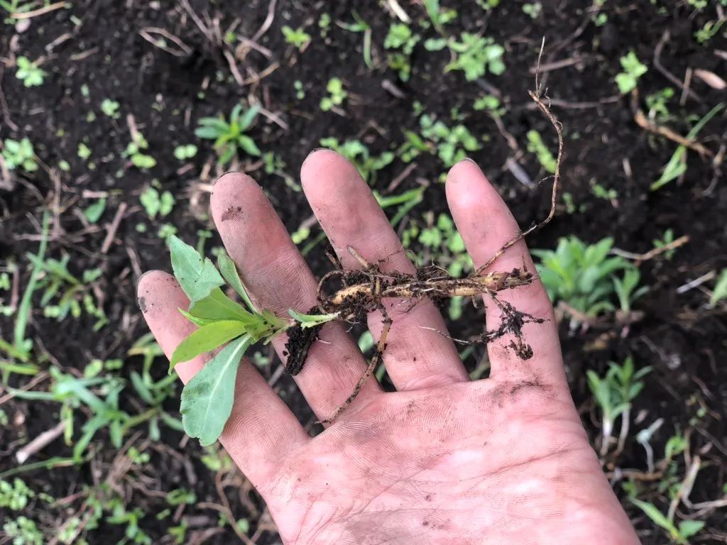 恶性杂草加拿大一枝黄花,和花店的黄莺长一个样,但危害性差别大休闲区蓝鸢梦想 - Www.slyday.coM 恶性杂草加拿大一枝黄花,和花店的黄莺长一个样,但危害性差别大休闲区蓝鸢梦想 - Www.slyday.coM