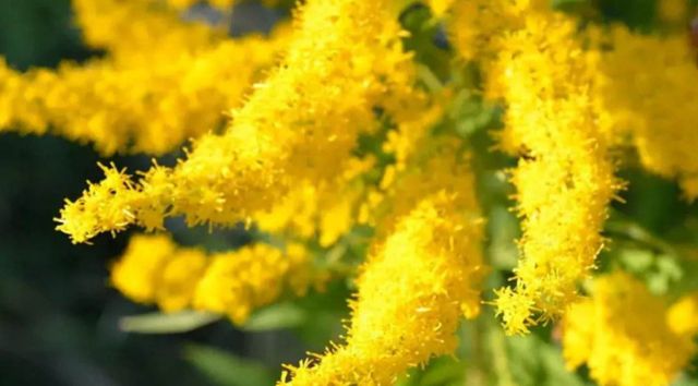 何为加拿大一枝黄花,为何要下达“诛杀令”?生态杀手危害有多大休闲区蓝鸢梦想 - Www.slyday.coM 何为加拿大一枝黄花,为何要下达“诛杀令”?生态杀手危害有多大休闲区蓝鸢梦想 - Www.slyday.coM