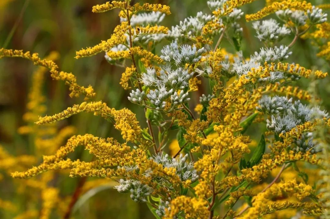 恶性杂草加拿大一枝黄花，和花店的黄莺长一个样，但危害性差别大休闲区蓝鸢梦想 - Www.slyday.coM