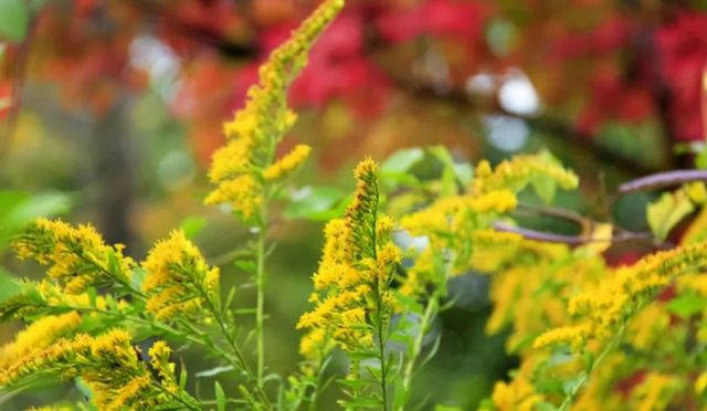 何为加拿大一枝黄花,为何要下达“诛杀令”?生态杀手危害有多大休闲区蓝鸢梦想 - Www.slyday.coM 何为加拿大一枝黄花,为何要下达“诛杀令”?生态杀手危害有多大休闲区蓝鸢梦想 - Www.slyday.coM