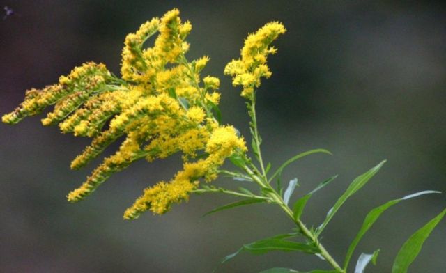 何为加拿大一枝黄花,为何要下达“诛杀令”?生态杀手危害有多大休闲区蓝鸢梦想 - Www.slyday.coM 何为加拿大一枝黄花,为何要下达“诛杀令”?生态杀手危害有多大休闲区蓝鸢梦想 - Www.slyday.coM