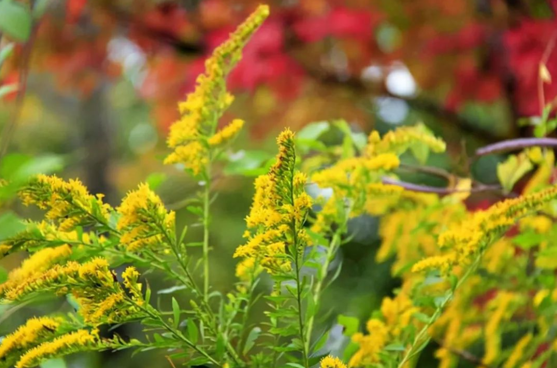 玩具变异宠!广州海关截获6只活体“大力神”,危害有多大?休闲区蓝鸢梦想 - Www.slyday.coM 玩具变异宠!广州海关截获6只活体“大力神”,危害有多大?休闲区蓝鸢梦想 - Www.slyday.coM