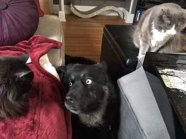 被两只猫咪欺负,狗狗竟毫无招架之力,主人:狗脸已丢尽休闲区蓝鸢梦想 - Www.slyday.coM 被两只猫咪欺负,狗狗竟毫无招架之力,主人:狗脸已丢尽休闲区蓝鸢梦想 - Www.slyday.coM