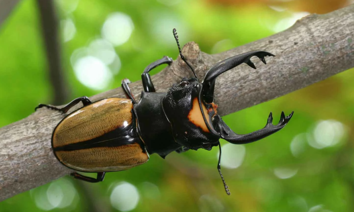 玩具变异宠!广州海关截获6只活体“大力神”,危害有多大?休闲区蓝鸢梦想 - Www.slyday.coM 玩具变异宠!广州海关截获6只活体“大力神”,危害有多大?休闲区蓝鸢梦想 - Www.slyday.coM