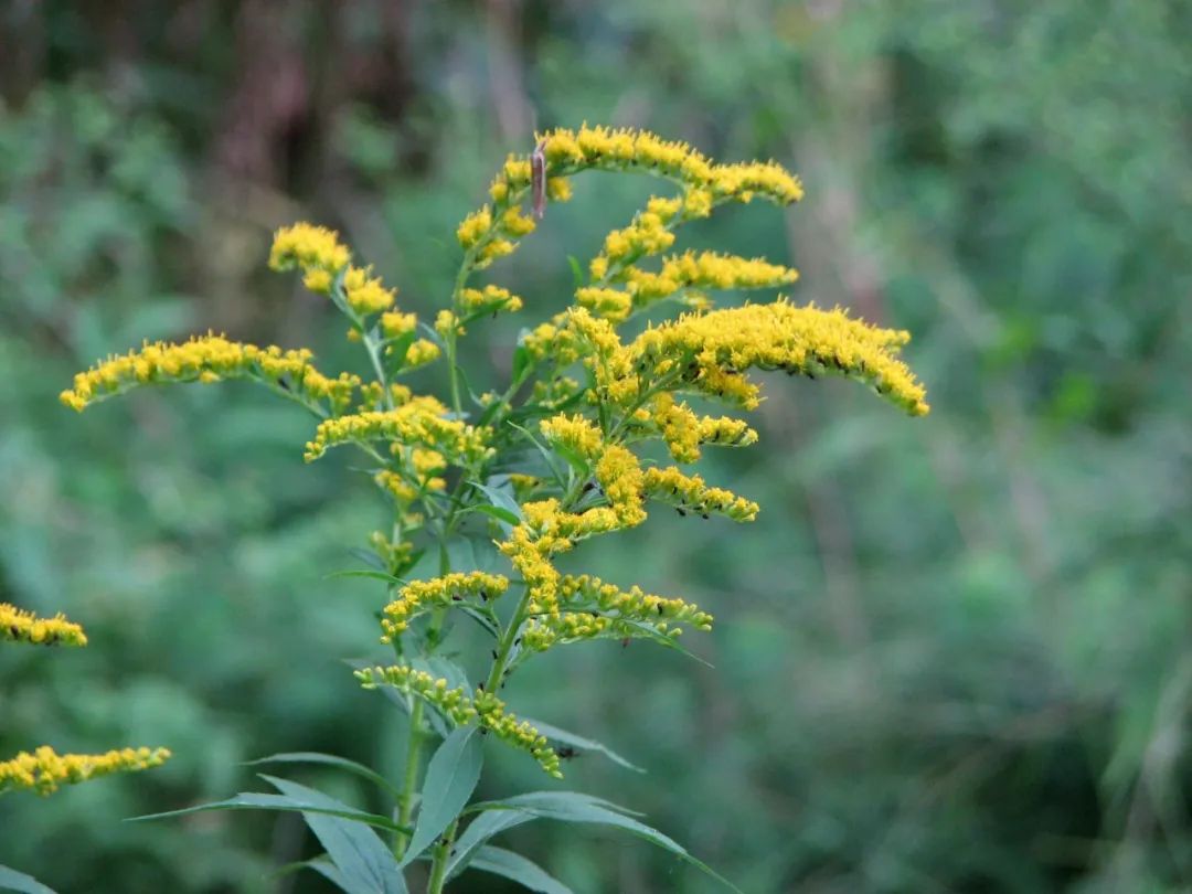 恶性杂草加拿大一枝黄花,和花店的黄莺长一个样,但危害性差别大休闲区蓝鸢梦想 - Www.slyday.coM 恶性杂草加拿大一枝黄花,和花店的黄莺长一个样,但危害性差别大休闲区蓝鸢梦想 - Www.slyday.coM