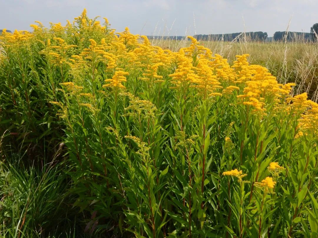 恶性杂草加拿大一枝黄花,和花店的黄莺长一个样,但危害性差别大休闲区蓝鸢梦想 - Www.slyday.coM 恶性杂草加拿大一枝黄花,和花店的黄莺长一个样,但危害性差别大休闲区蓝鸢梦想 - Www.slyday.coM
