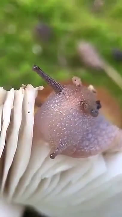 蜗牛是世界上牙齿最多的生物牙齿数量达到了一万颗以上