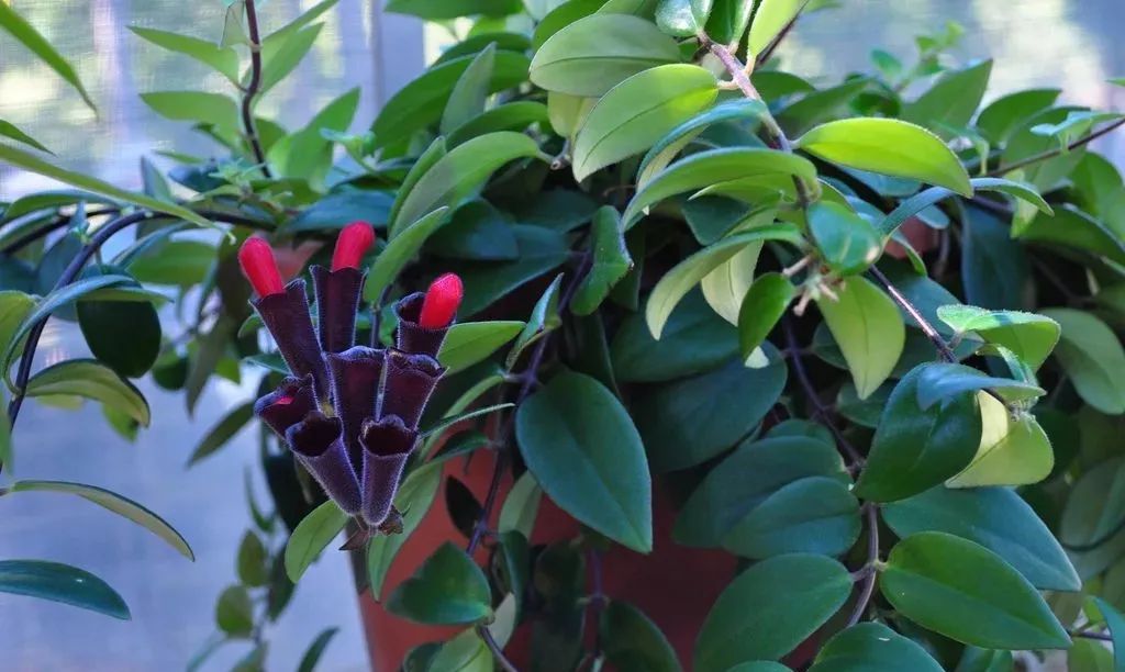 9种耐半阴的盆栽开花植物适合养朝东和朝南的窗台上