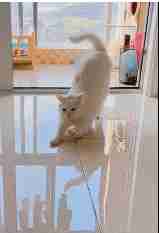 想知道猫咪更爱谁吗?看看它会被谁的哈欠传染到就清楚了休闲区蓝鸢梦想 - Www.slyday.coM 想知道猫咪更爱谁吗?看看它会被谁的哈欠传染到就清楚了休闲区蓝鸢梦想 - Www.slyday.coM