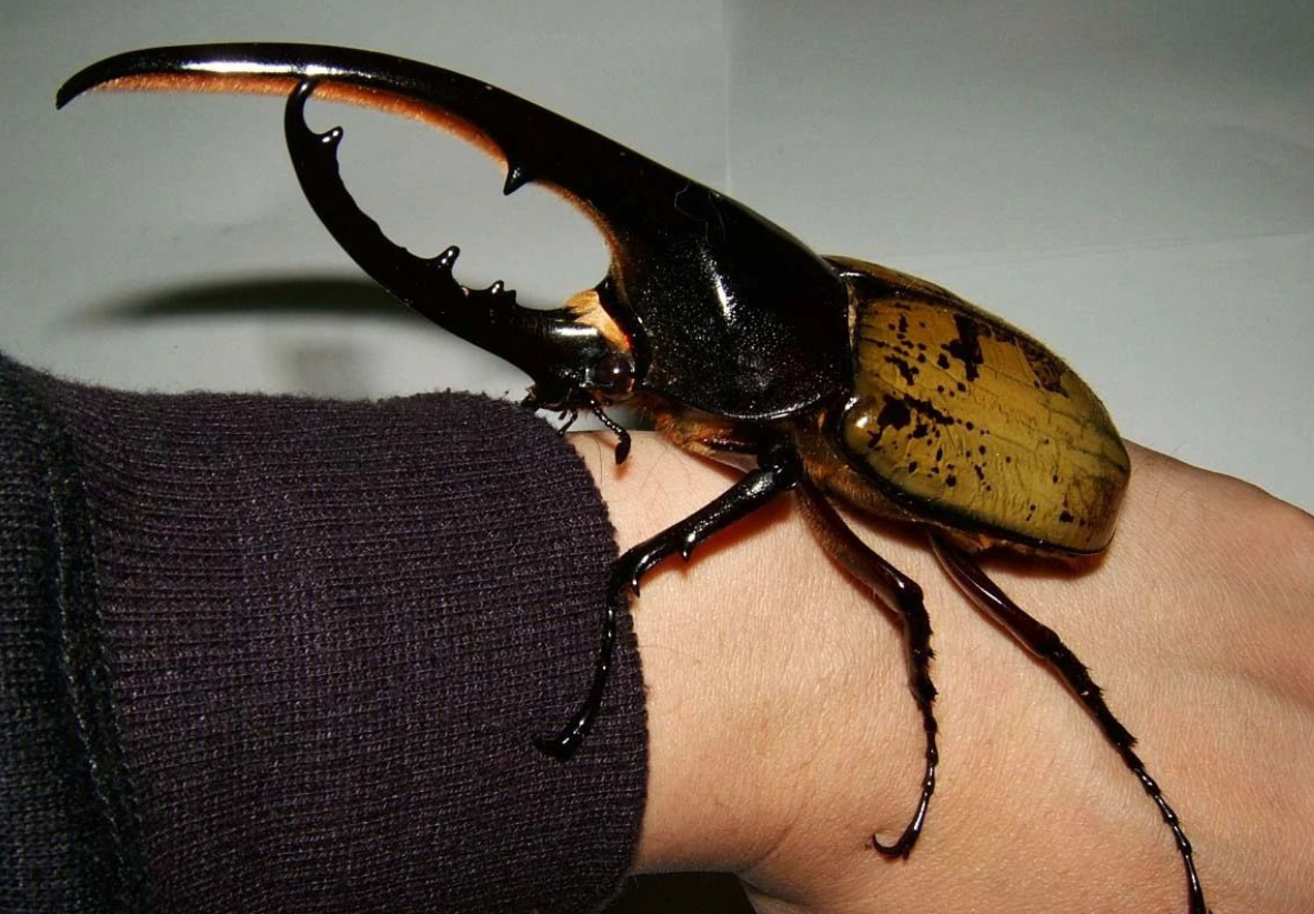 玩具变异宠!广州海关截获6只活体“大力神”,危害有多大?休闲区蓝鸢梦想 - Www.slyday.coM 玩具变异宠!广州海关截获6只活体“大力神”,危害有多大?休闲区蓝鸢梦想 - Www.slyday.coM