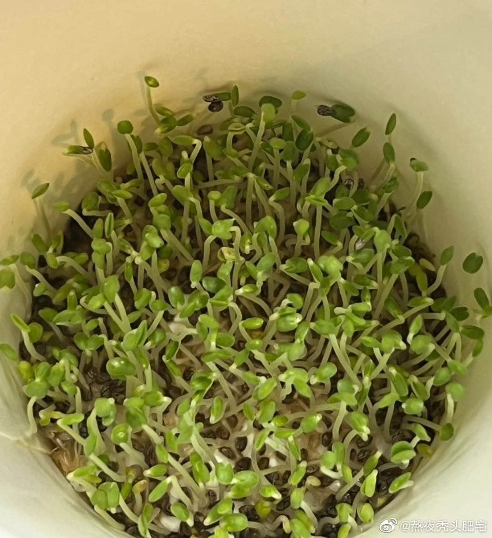 头次见长这么茂盛的奇亚籽