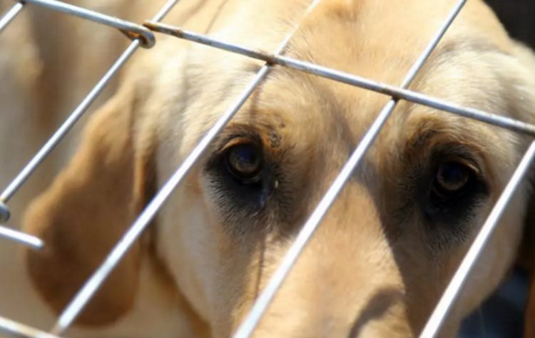 狗狗无辜被锁在笼中,等待被宰的悲惨命运,眼神绝望不忍直视|狗狗|眼神