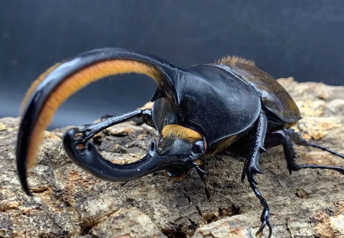 玩具变异宠!广州海关截获6只活体“大力神”,危害有多大?休闲区蓝鸢梦想 - Www.slyday.coM 玩具变异宠!广州海关截获6只活体“大力神”,危害有多大?休闲区蓝鸢梦想 - Www.slyday.coM