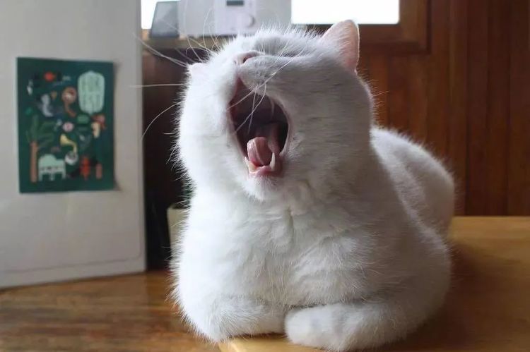 想知道猫咪更爱谁吗?看看它会被谁的哈欠传染到就清楚了休闲区蓝鸢梦想 - Www.slyday.coM 想知道猫咪更爱谁吗?看看它会被谁的哈欠传染到就清楚了休闲区蓝鸢梦想 - Www.slyday.coM