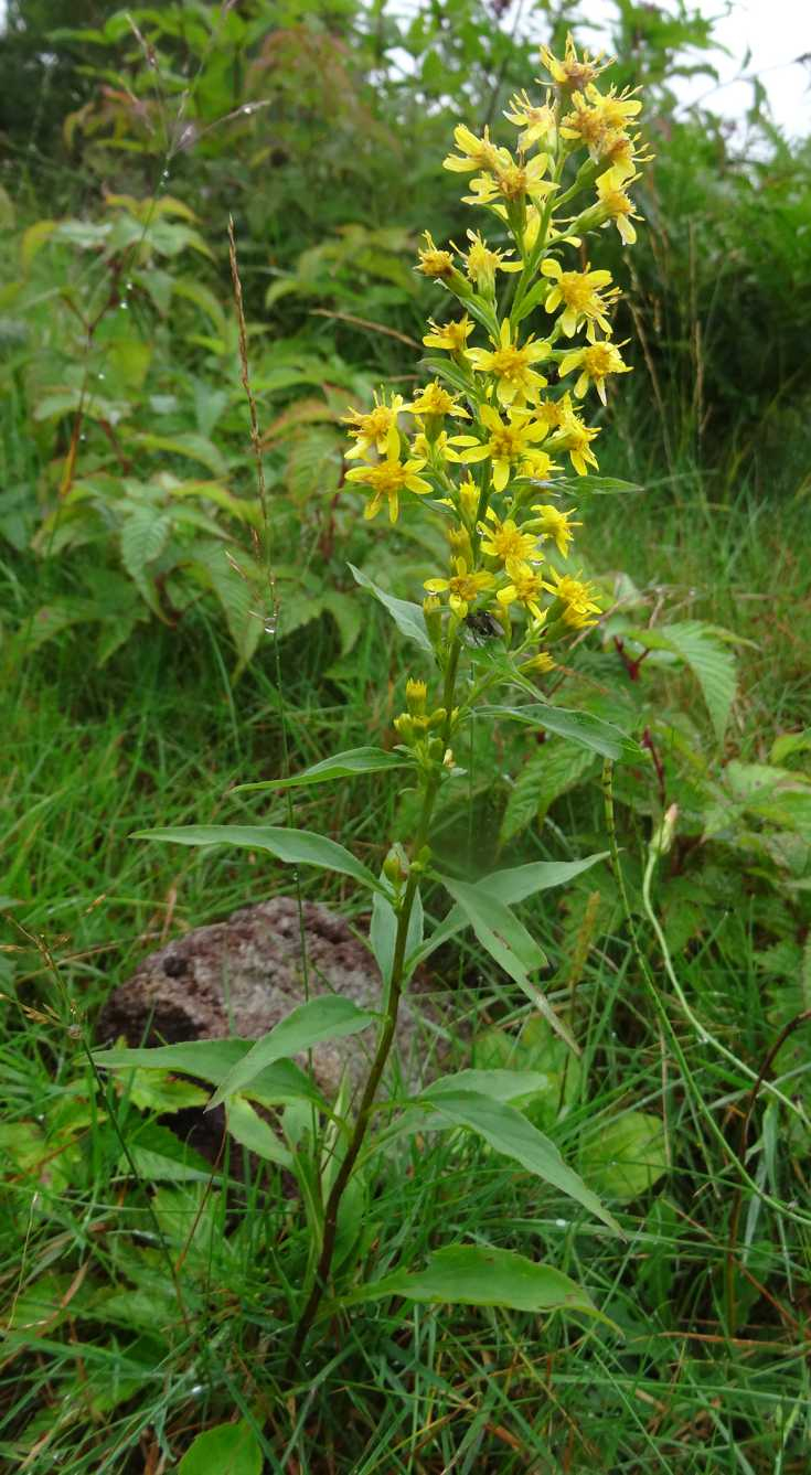 恶性杂草加拿大一枝黄花,和花店的黄莺长一个样,但危害性差别大休闲区蓝鸢梦想 - Www.slyday.coM 恶性杂草加拿大一枝黄花,和花店的黄莺长一个样,但危害性差别大休闲区蓝鸢梦想 - Www.slyday.coM